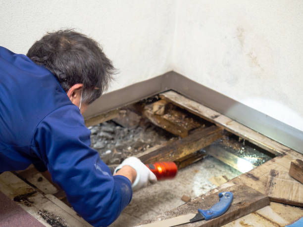 Best Best Mold Removal Companies  in Waynesville, MO