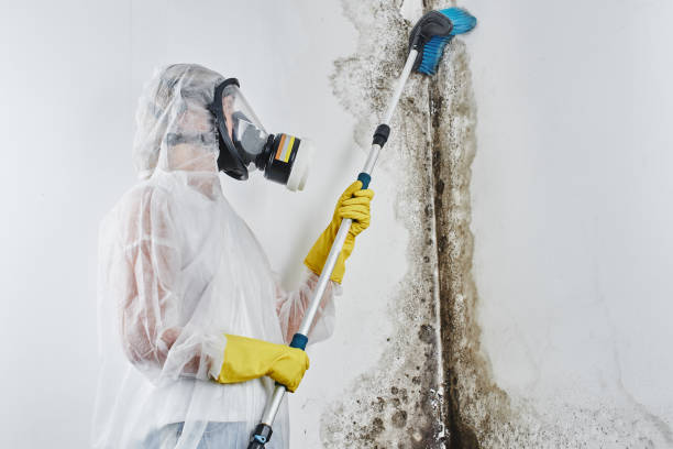 Attic Mold Removal in Waynesville, MO
