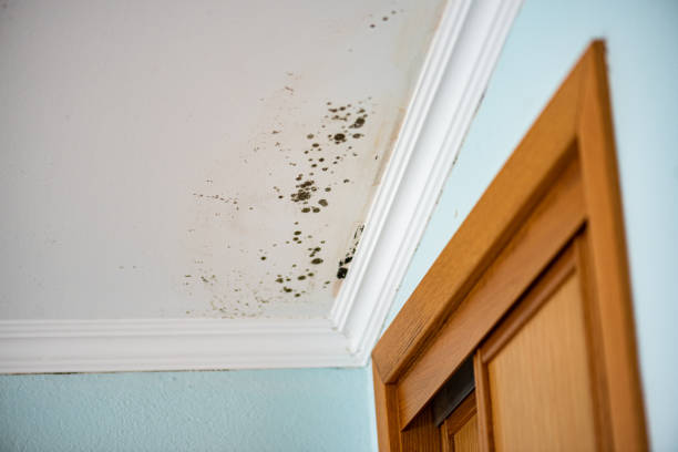 Mold Testing and Removal in Waynesville, MO