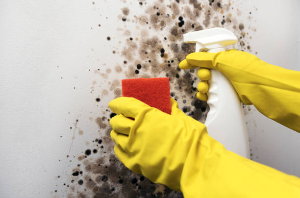 Best Commercial Mold Removal  in Waynesville, MO