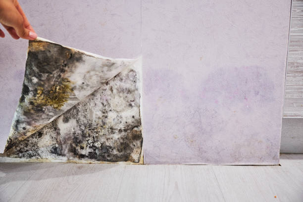 Best Attic Mold Removal  in Waynesville, MO